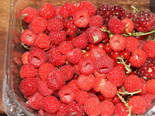 משק לוי קטיף עצמי